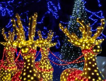 Holiday lights of reindeers