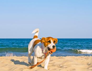 bark-in-the-park