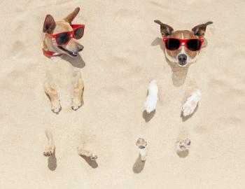 Dogs buried in sad with sunglasses
