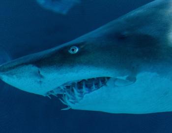 Closeup of a shark with its mouth open at Roanoke Island Aquarium