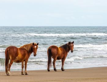 Two horses standing on a beach in front of the ocean