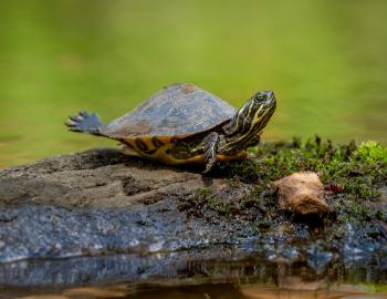 A small turtle basking on a rock in a lake