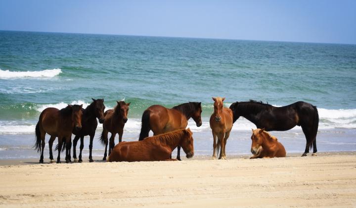 corolla wild horses