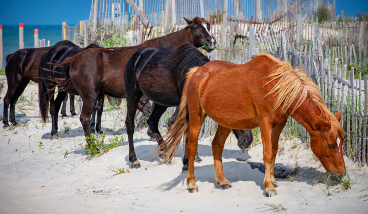 obx-wild-horses
