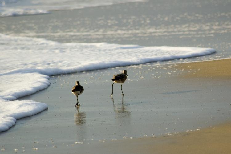 outer-banks-condos-callout