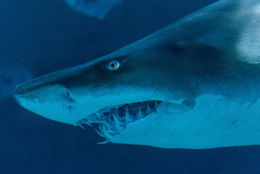 Closeup of a shark with its mouth open at Roanoke Island Aquarium
