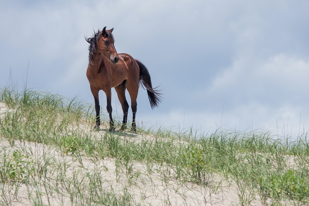Wild horse standing on a sand dune