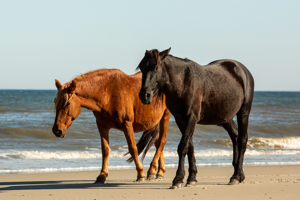 Two horses standing on a beach in front of the ocean