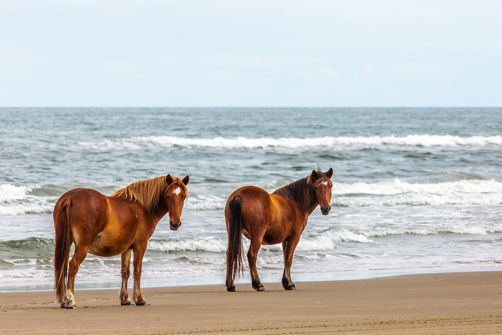 Two horses standing on a beach in front of the ocean