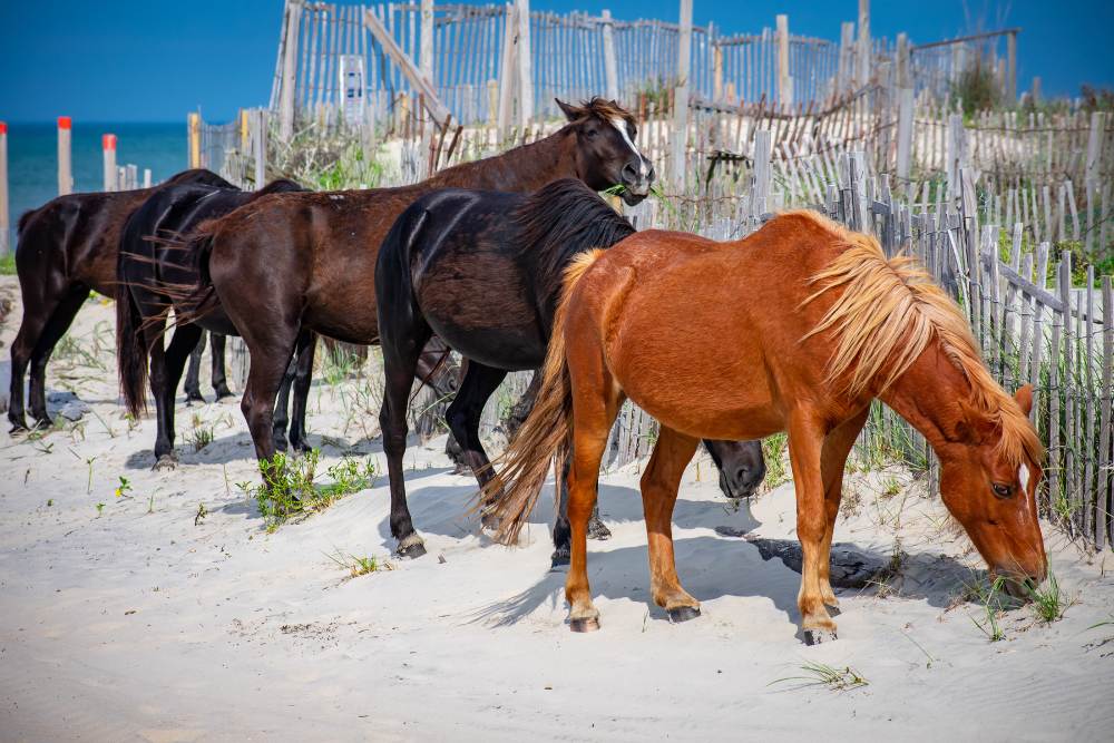 wild horses