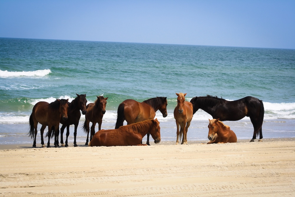 corolla wild horses