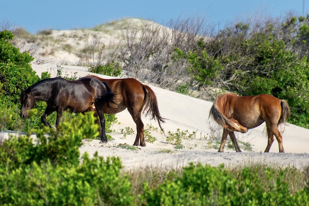 corolla horses