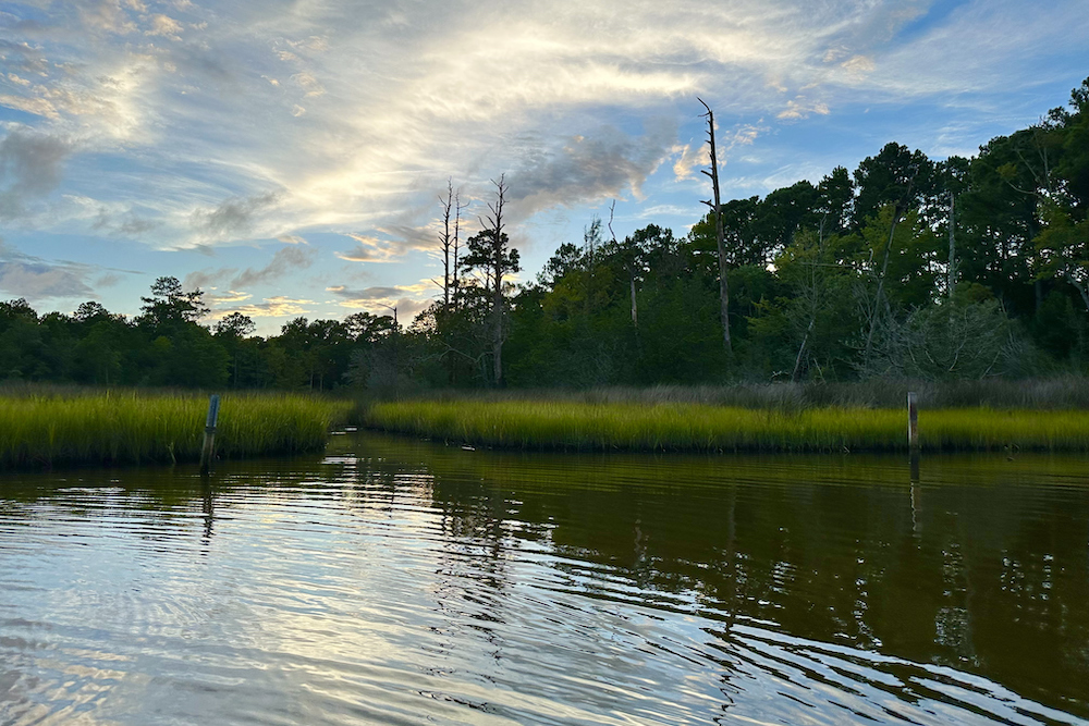 maritime forest in Outer Banks region of North Carolina