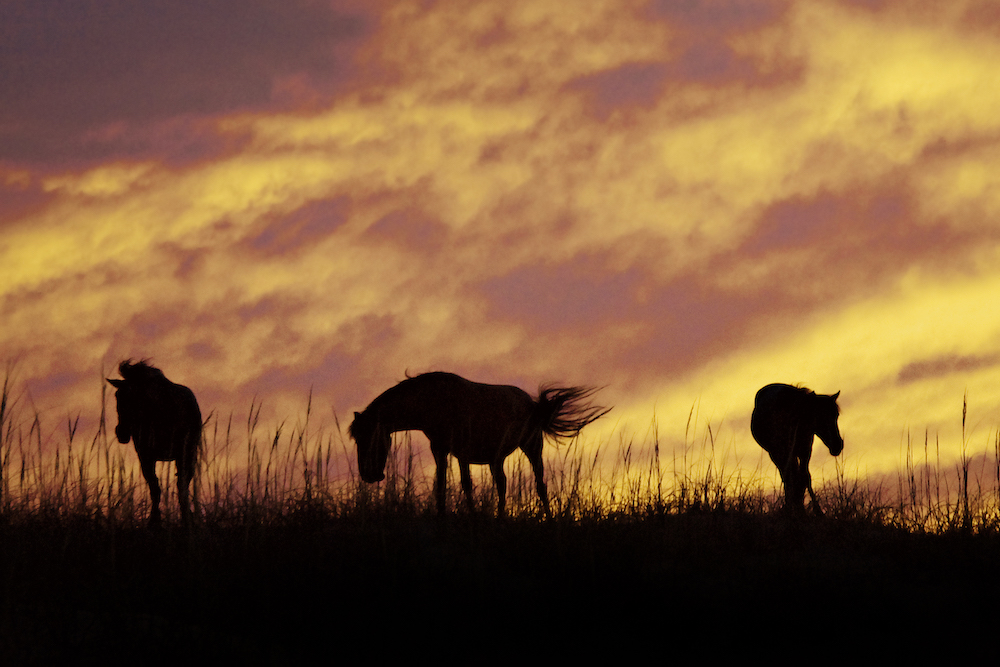 Wild horses silhouetted at sunset in the Outer Banks 