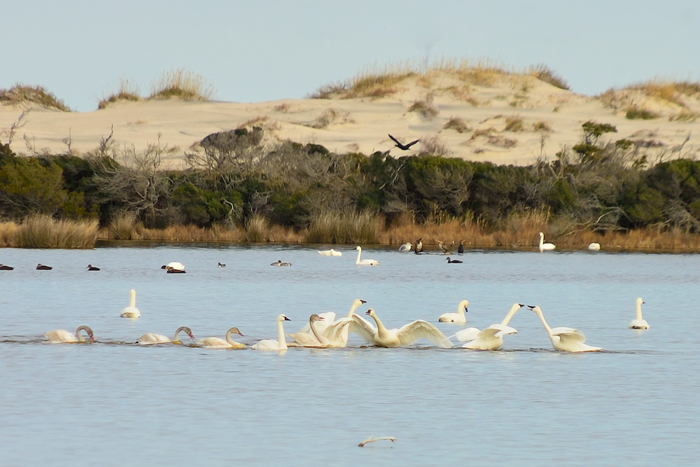 Flock of swans on the water at Pea Island in the Outer Banks