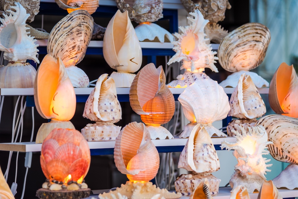 A seashell display in a beach-themed souvenir shop