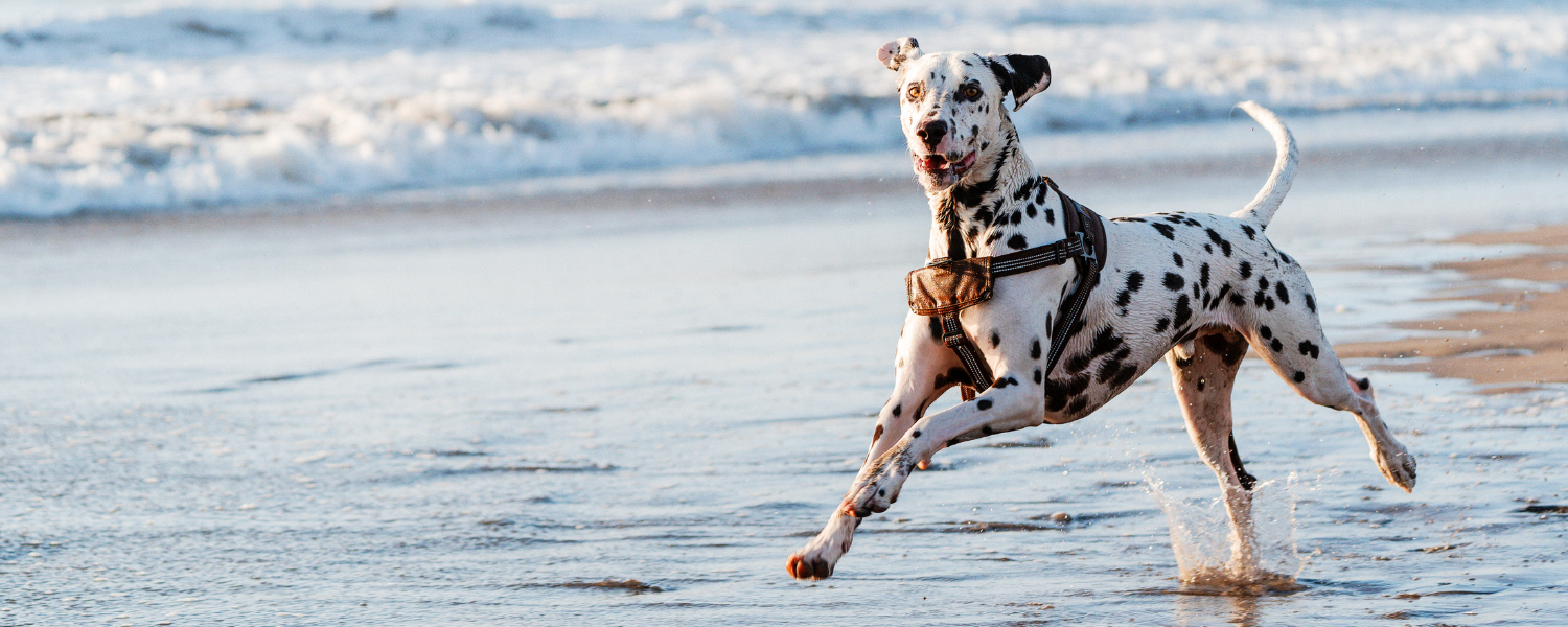 Dog on beach